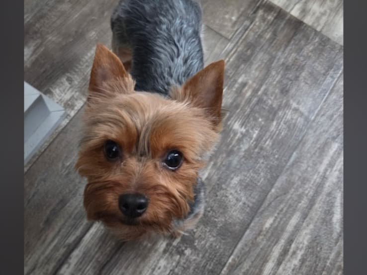 Yorkshire Terrier 2 years old female small named joni for breeding in Shelbyville, Illinois | Petmeetly