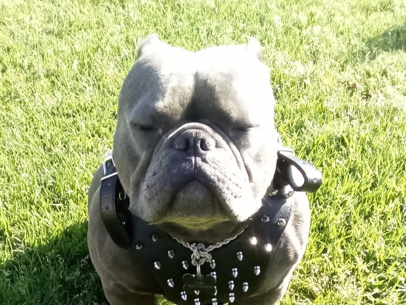 American Bully 1 year old male medium named Diablo for breeding in Long Beach, California | Petmeetly