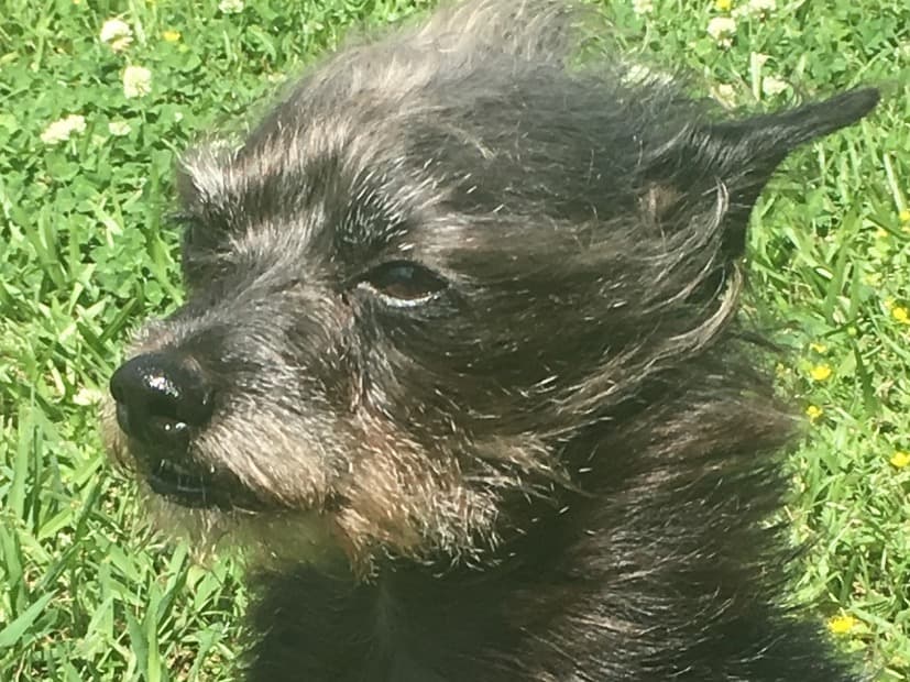 Yorkshire Terrier 9 years old male medium named Angelo for breeding in Detroit, Michigan | Petmeetly