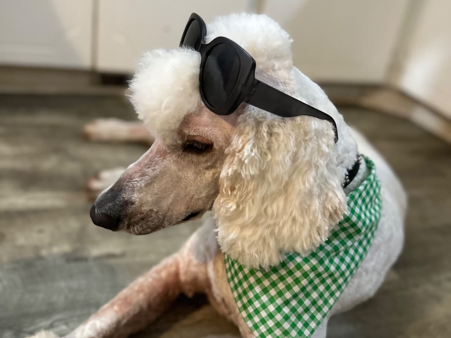 Standard Poodle 3 years old male large named Dapper for breeding in Fort Mill, South Carolina | Petmeetly
