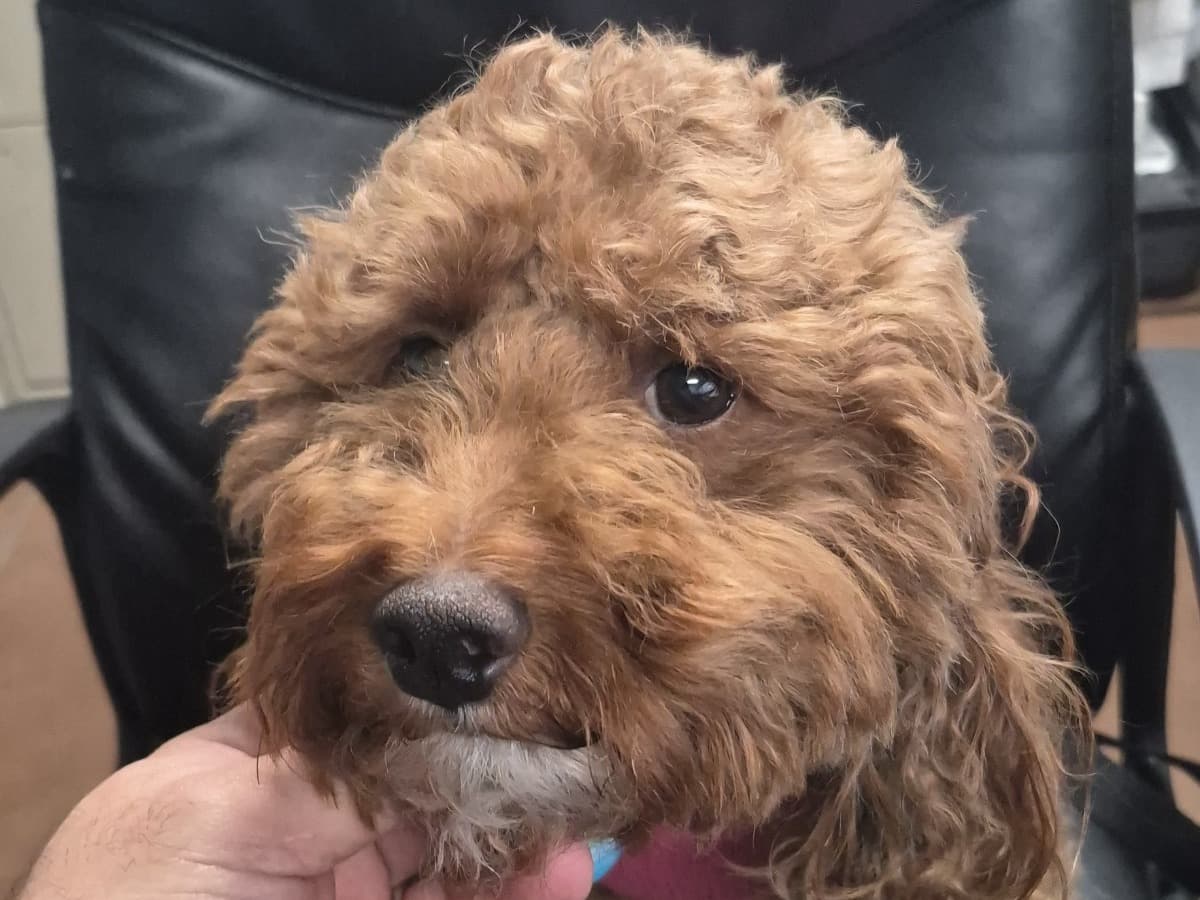 Miniature Poodle 3 years old female small named June for breeding in Miami, Florida | Petmeetly