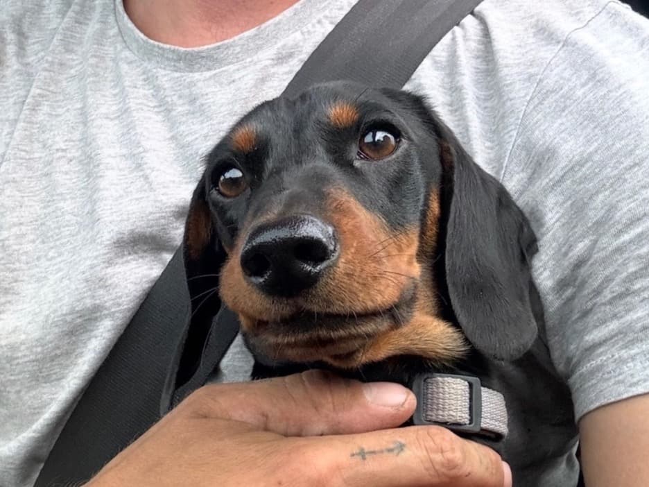 Miniature Dachshund 3 years old male small named Gary for breeding in Stockton-on-Tees, England | Petmeetly