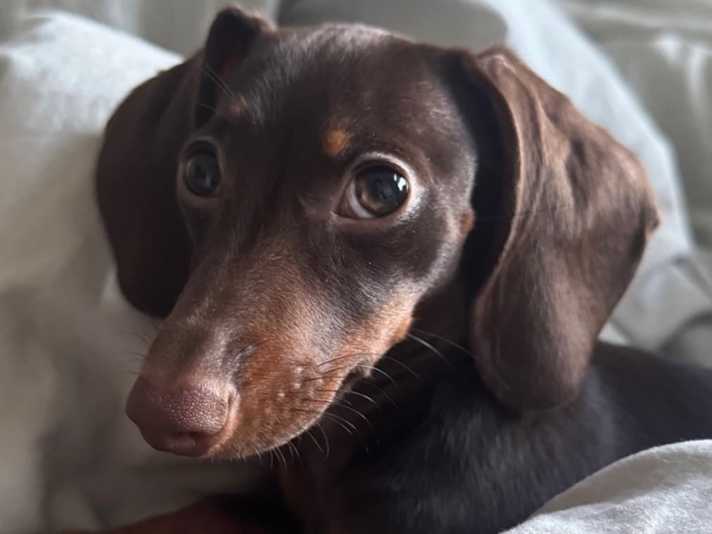 Dachshund 1 year old female small named coco for breeding in County Durham, England | Petmeetly