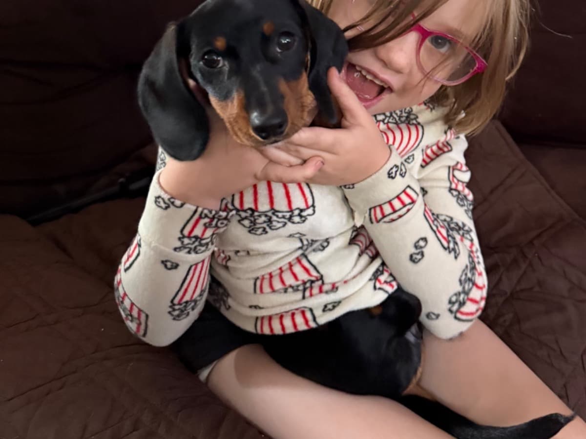 Dachshund 1 year old female small named Berni for breeding in Aurora, Colorado | Petmeetly