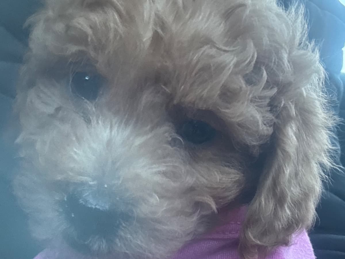 Toy Poodle 1 year old female small named nybella for breeding in Chicago, Illinois | Petmeetly