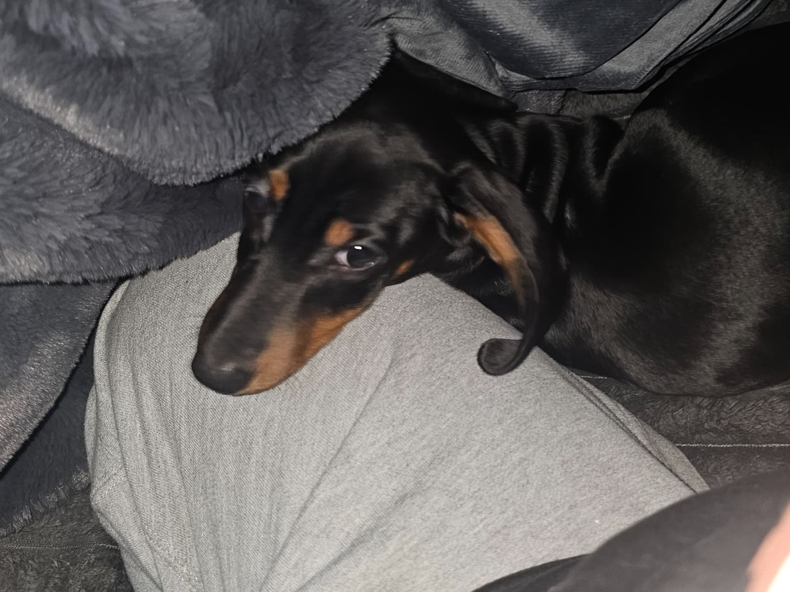Dachshund 1 year old male small named boots for breeding in Visalia, California | Petmeetly