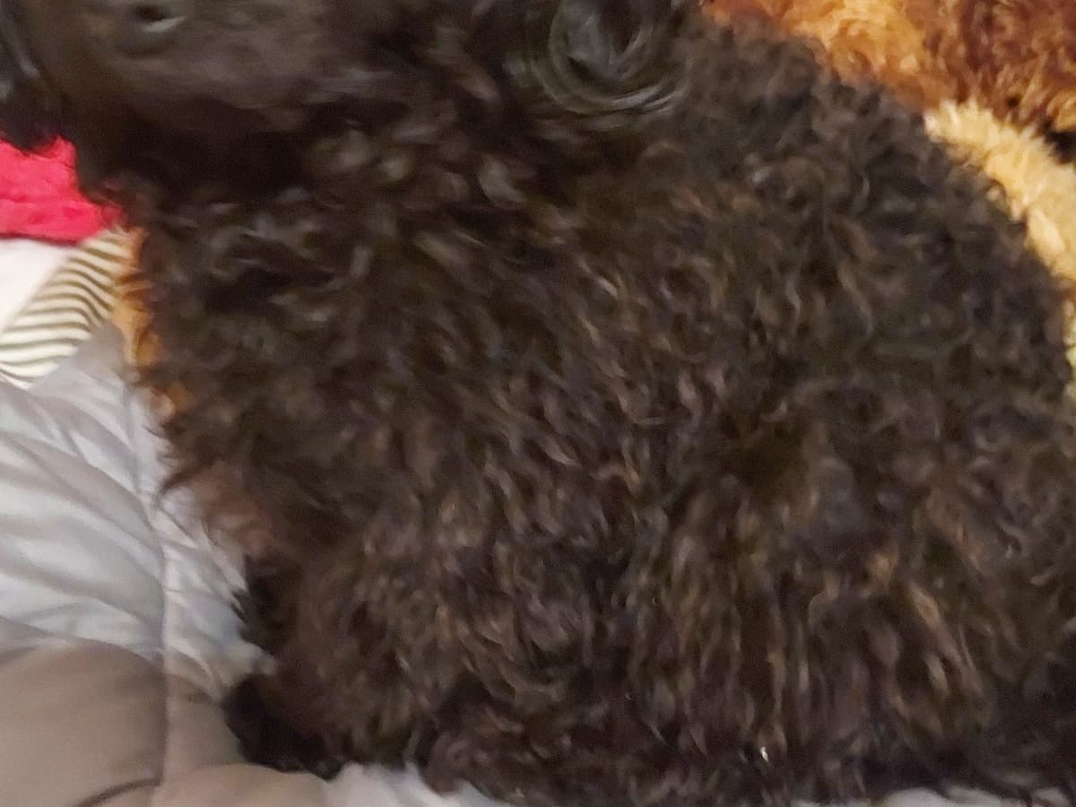 Toy Poodle 3 years 1 month old female small named Kuro for breeding in Marietta, Georgia | Petmeetly