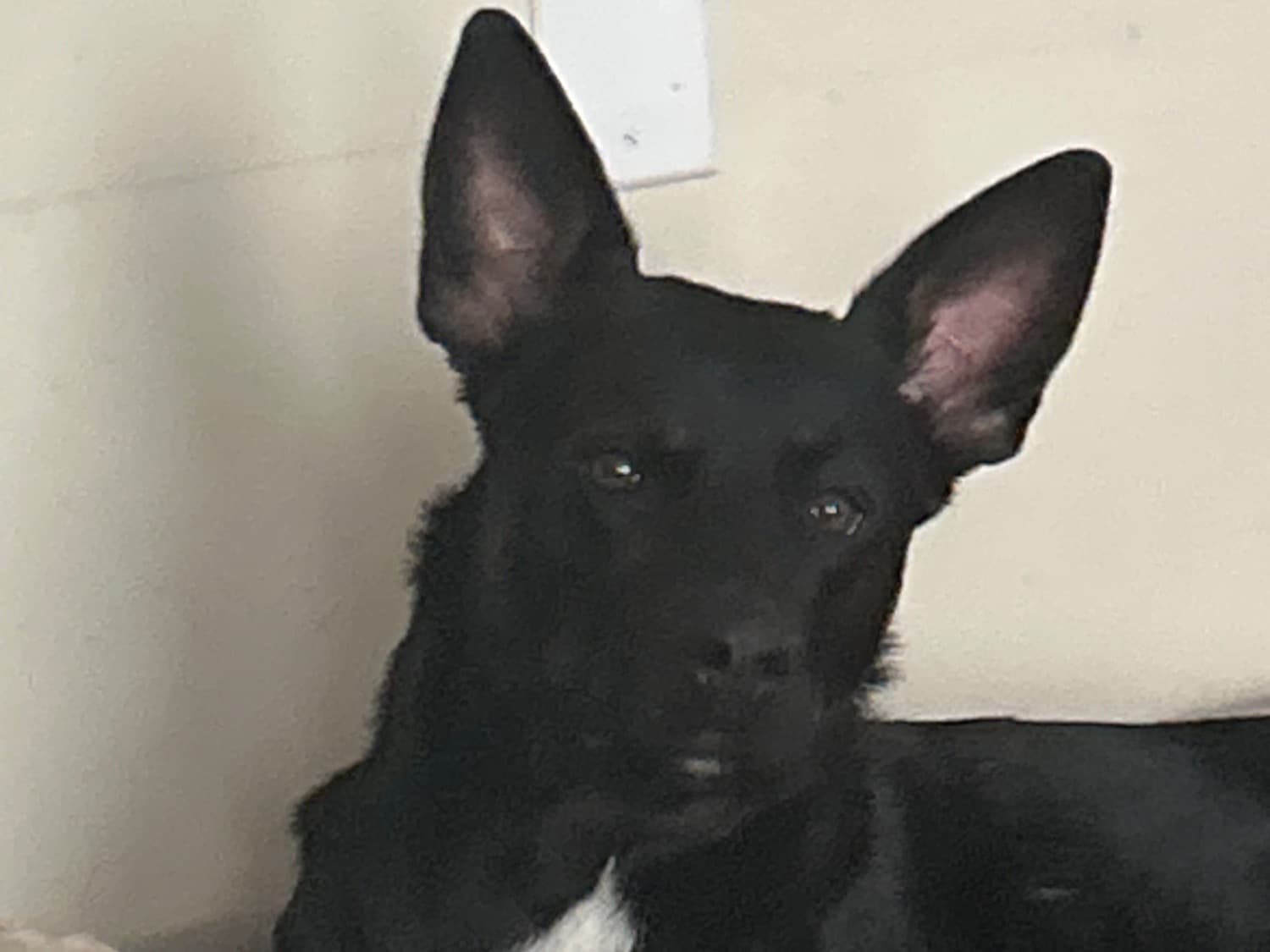 German Shepherd 3 years 8 months old female medium named Freya for breeding in Columbus, Indiana | Petmeetly