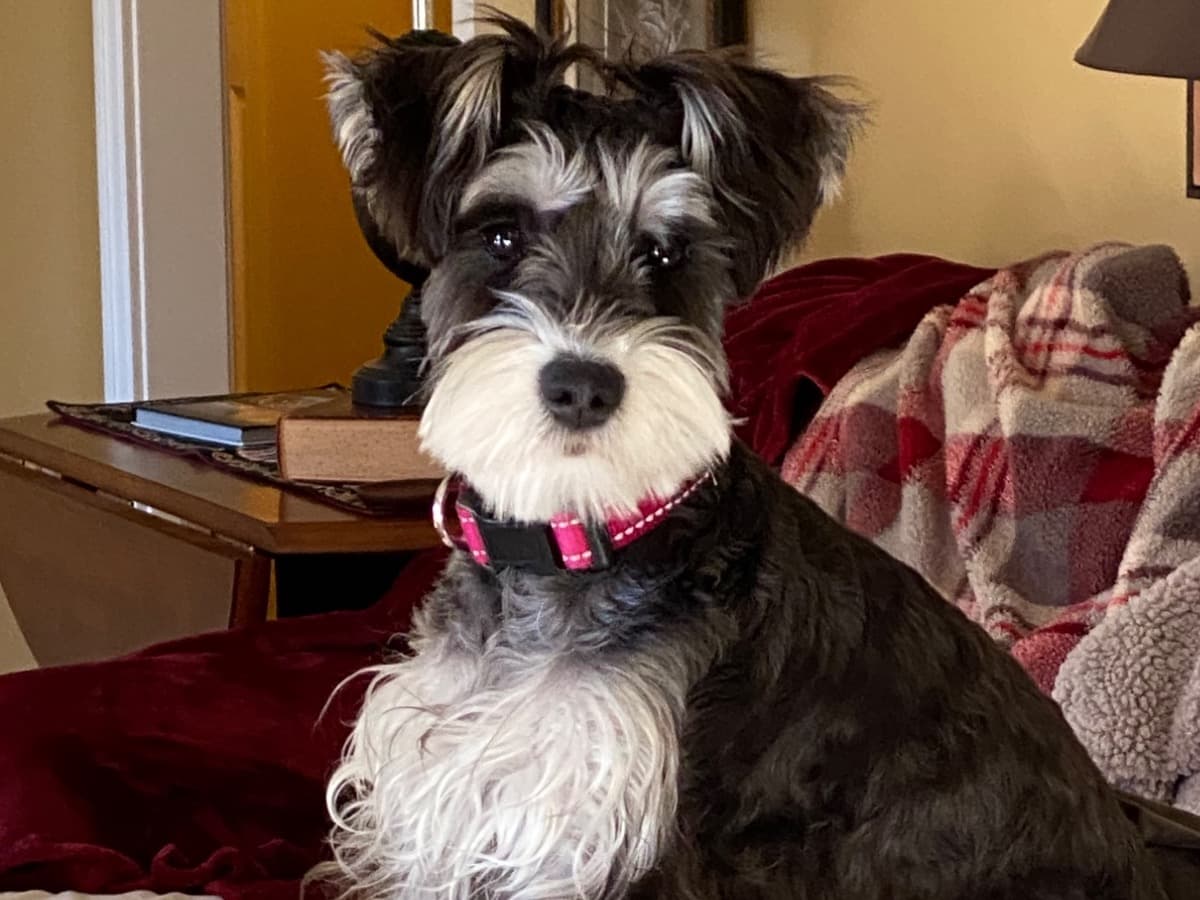 Miniature Schnauzer 1 year 8 months old female small named Gracie for breeding in Conway, Arkansas | Petmeetly