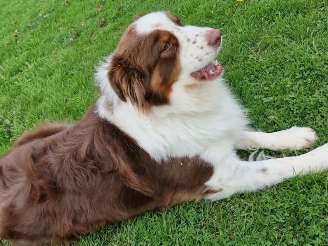 Australian Shepherd 5 years old female medium named Jaconda for breeding in Cradley, England | Petmeetly