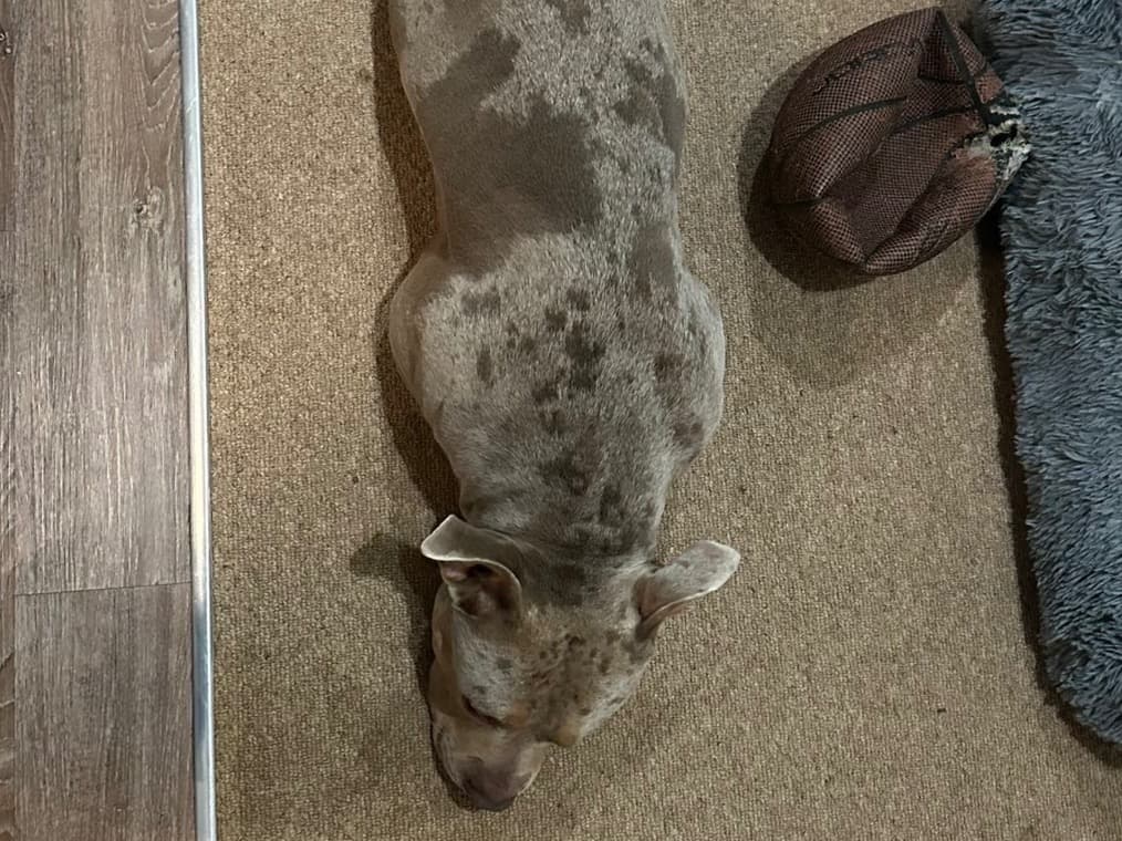 American Bulldog 3 years old male large named mosaic for breeding in Southend-on-Sea, England | Petmeetly