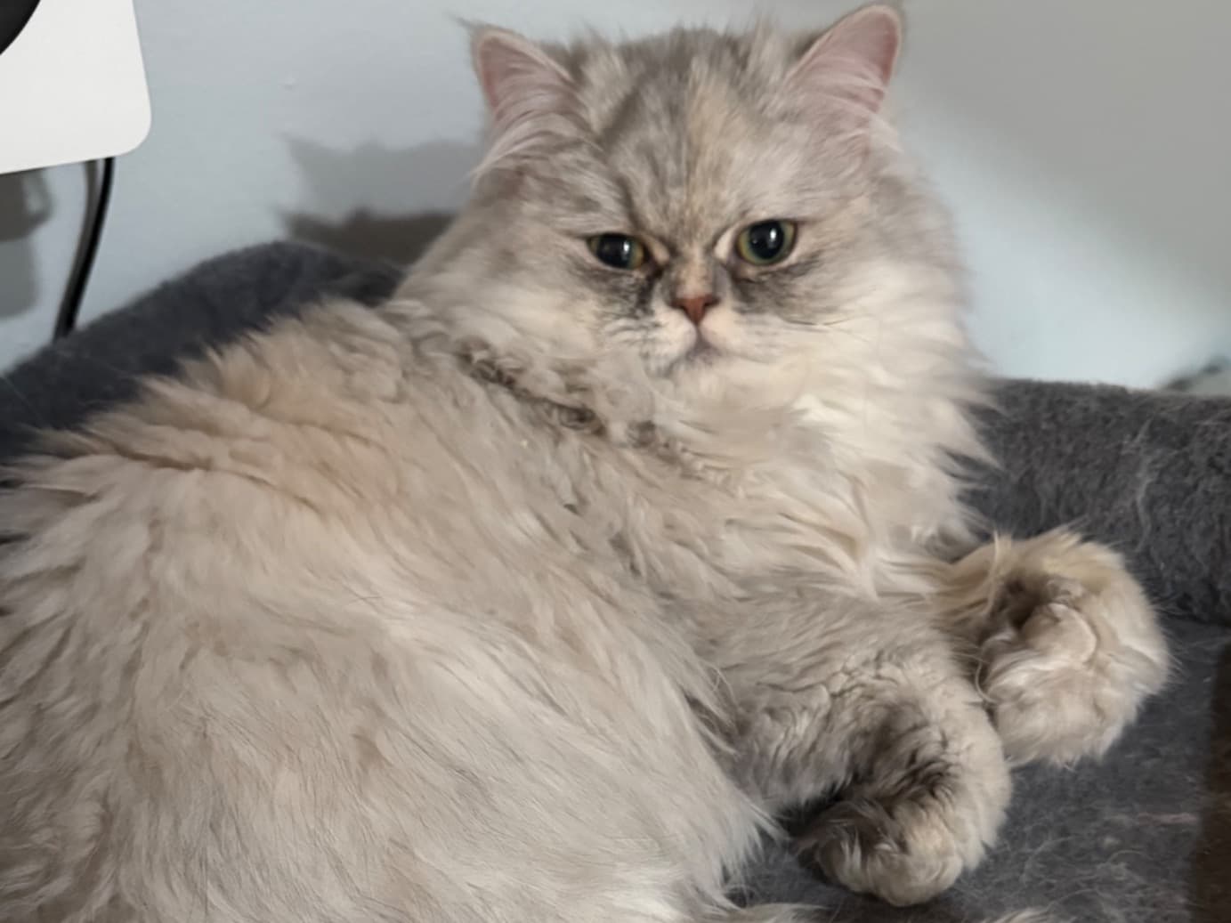 Persian 1 year old female named Sasha for breeding in Florida | Petmeetly