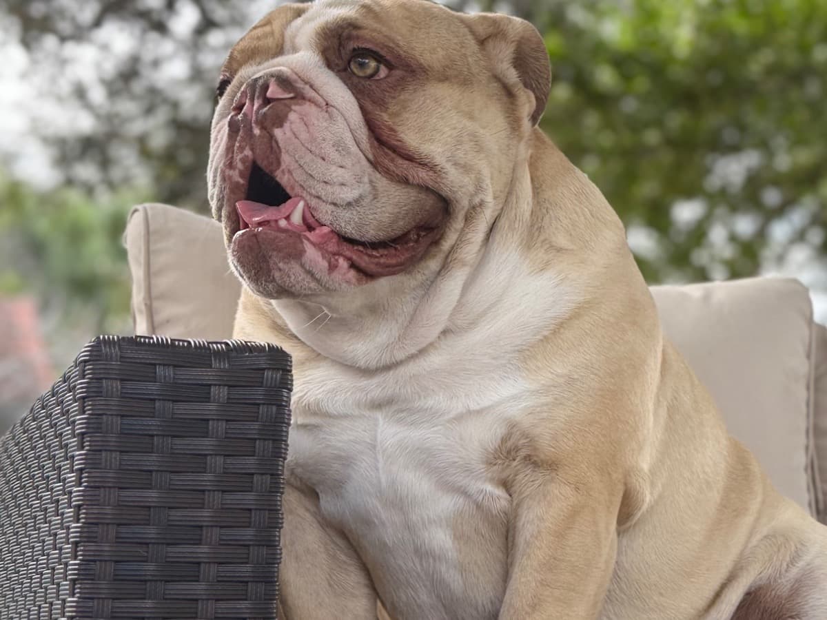 White English Bulldog 2 years old male extra large named Ian for breeding in Miami, Florida | Petmeetly