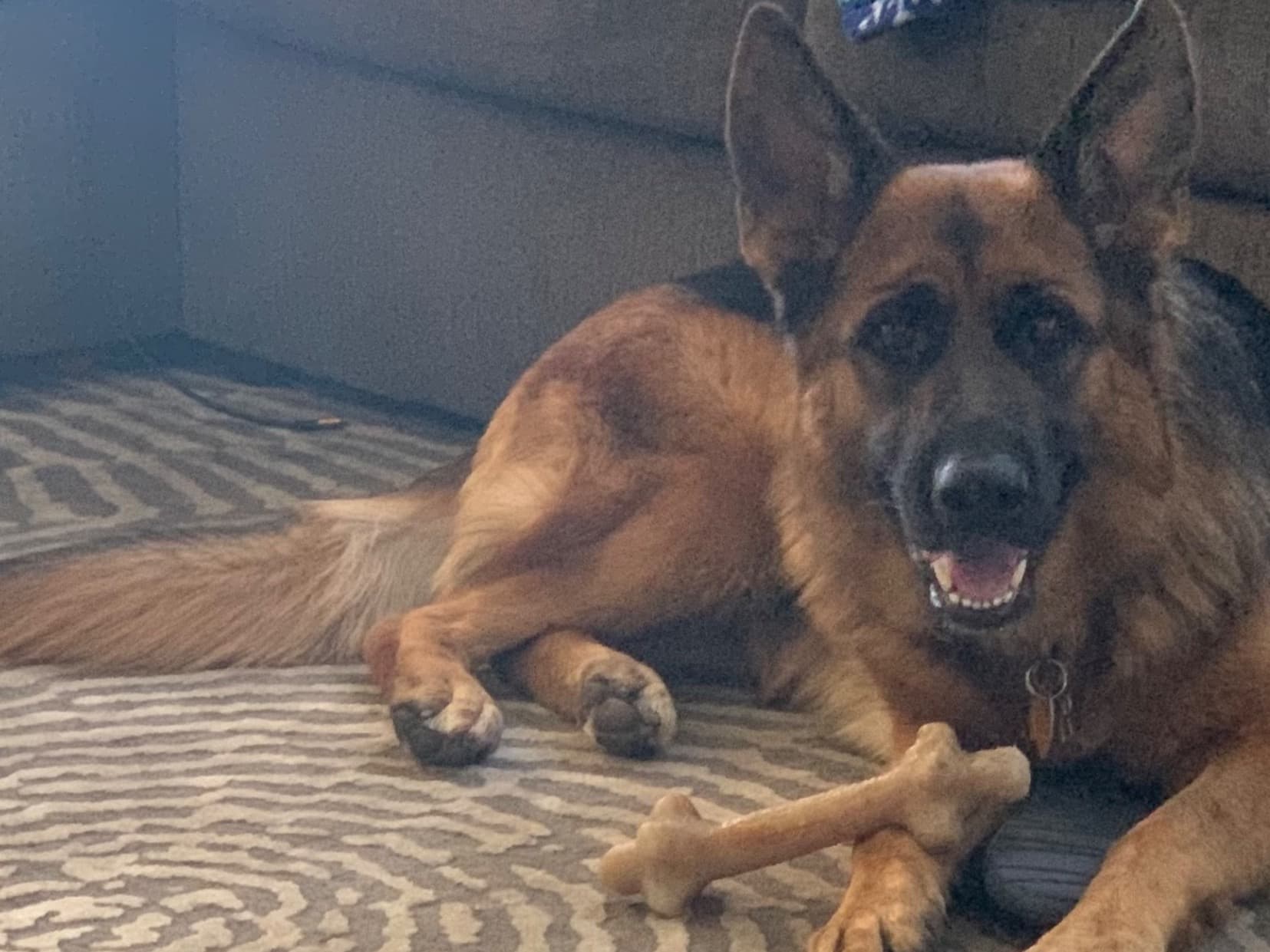 German Shepherd 6 years old female large named Ava for breeding in Chico, California | Petmeetly