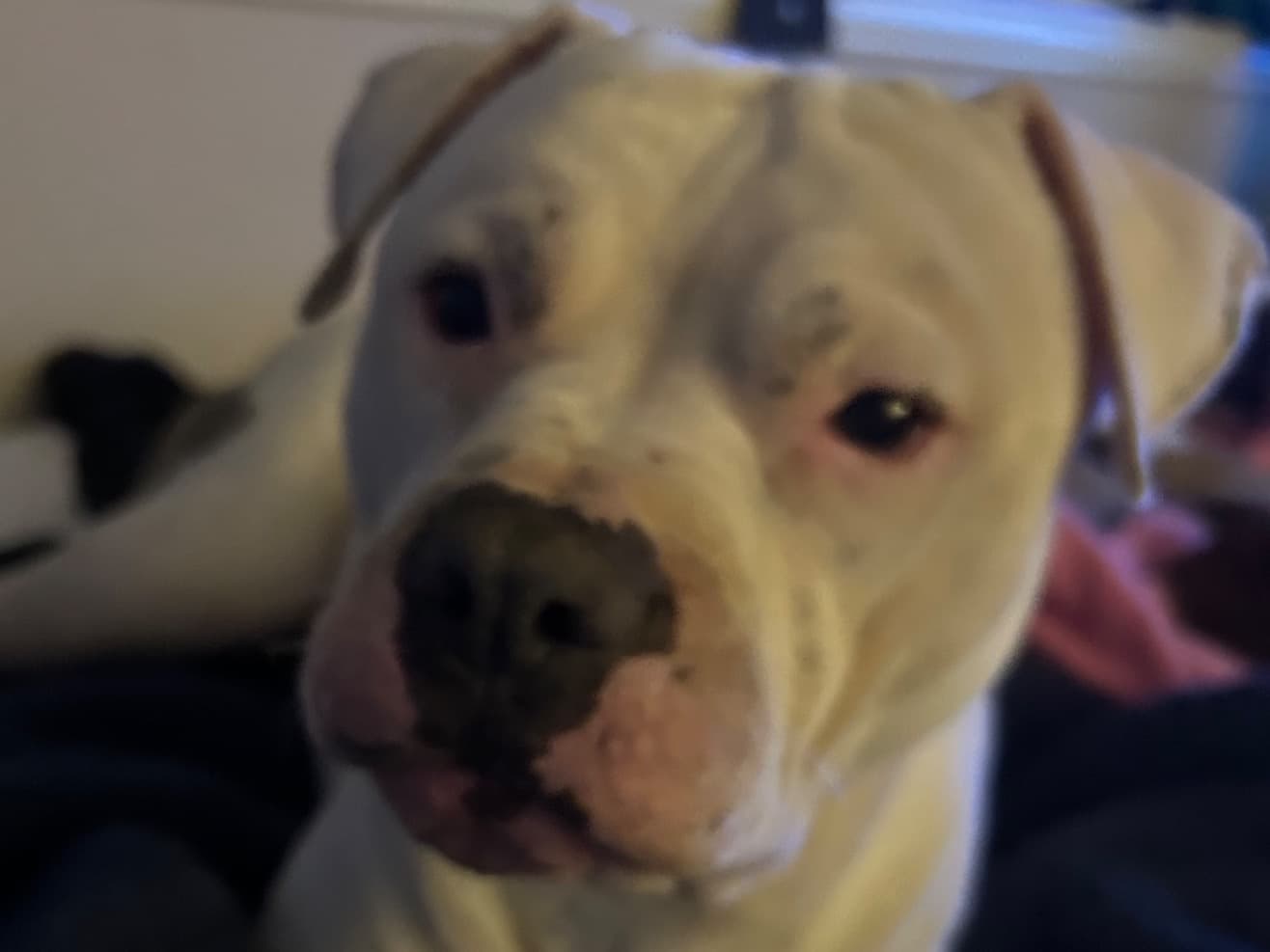 American Staffordshire Terrier 3 years 7 months old male medium named Draco for breeding in Crowley, Texas | Petmeetly