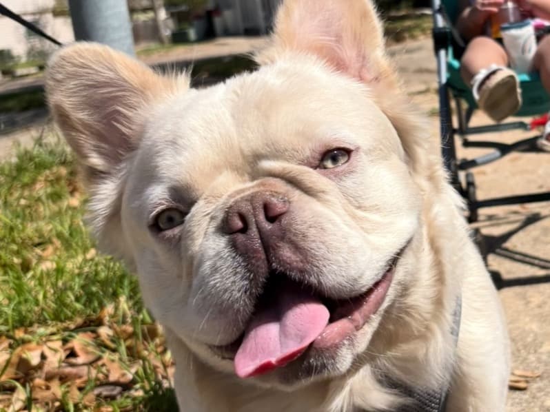 French Bulldog 2 years old male medium named Maxwell for breeding in Fort Worth, Texas | Petmeetly