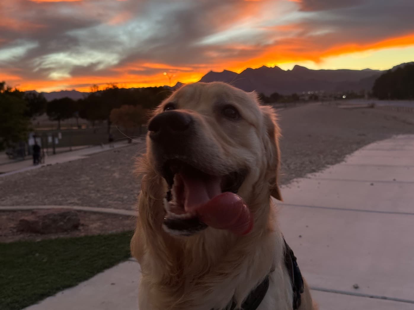 Golden Retriever 2 years 3 months old male extra large named kilo for breeding in Las Vegas, Nevada | Petmeetly