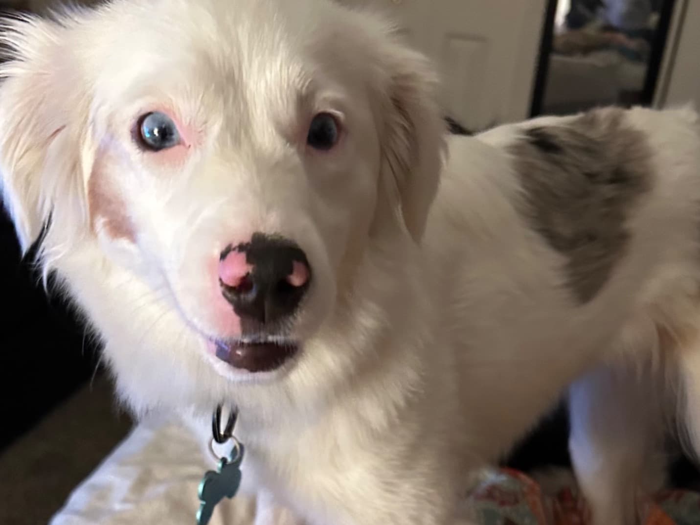 Miniature Australian Shepherd 2 years old female small named Henrietta for breeding in Creswell, Oregon | Petmeetly