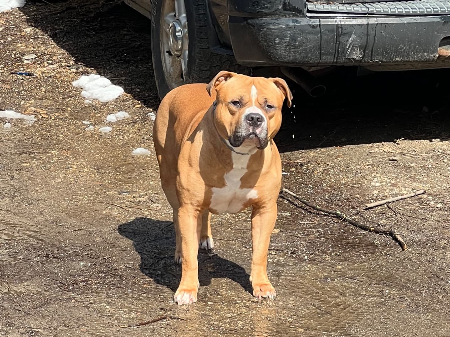 American Staffordshire Terrier 7 years old male large named Pharaoh for breeding in Waterbury, Connecticut | Petmeetly