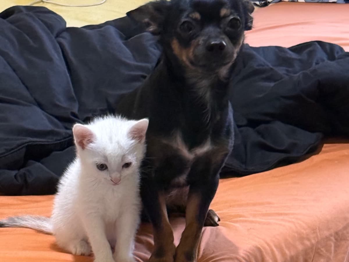 Chihuahua 1 year 10 months old male small named Charlie for breeding in Mechernich, Nordrhein-Westfalen | Petmeetly