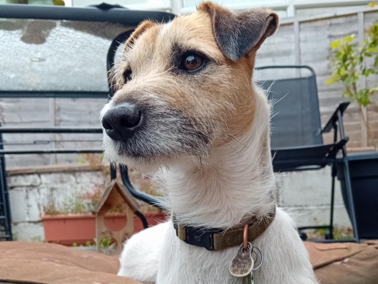 Jack Russell Terrier 3 years 5 months old male small named Teddy for breeding in Dorchester, England | Petmeetly