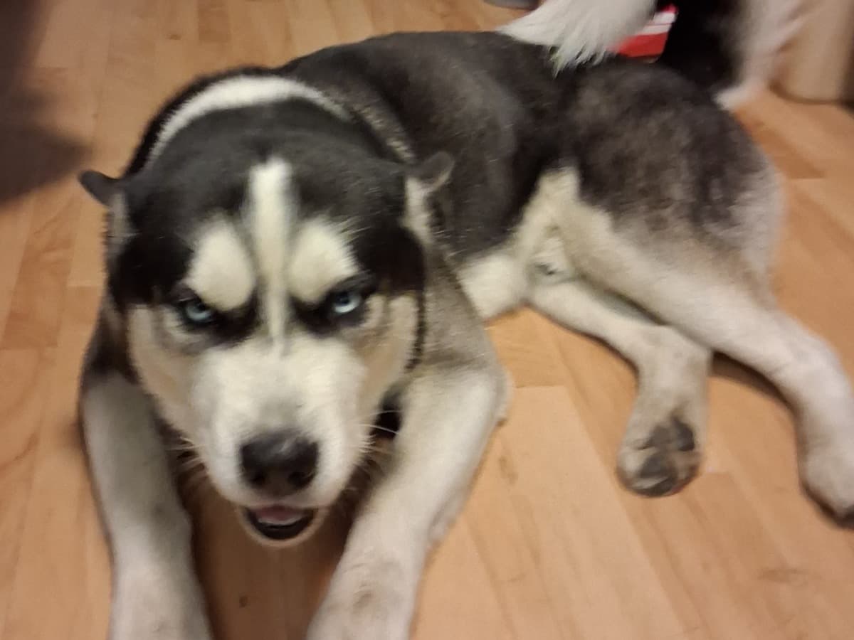 Siberian Husky 3 years old male large named Rocky for breeding in Victorville, California | Petmeetly