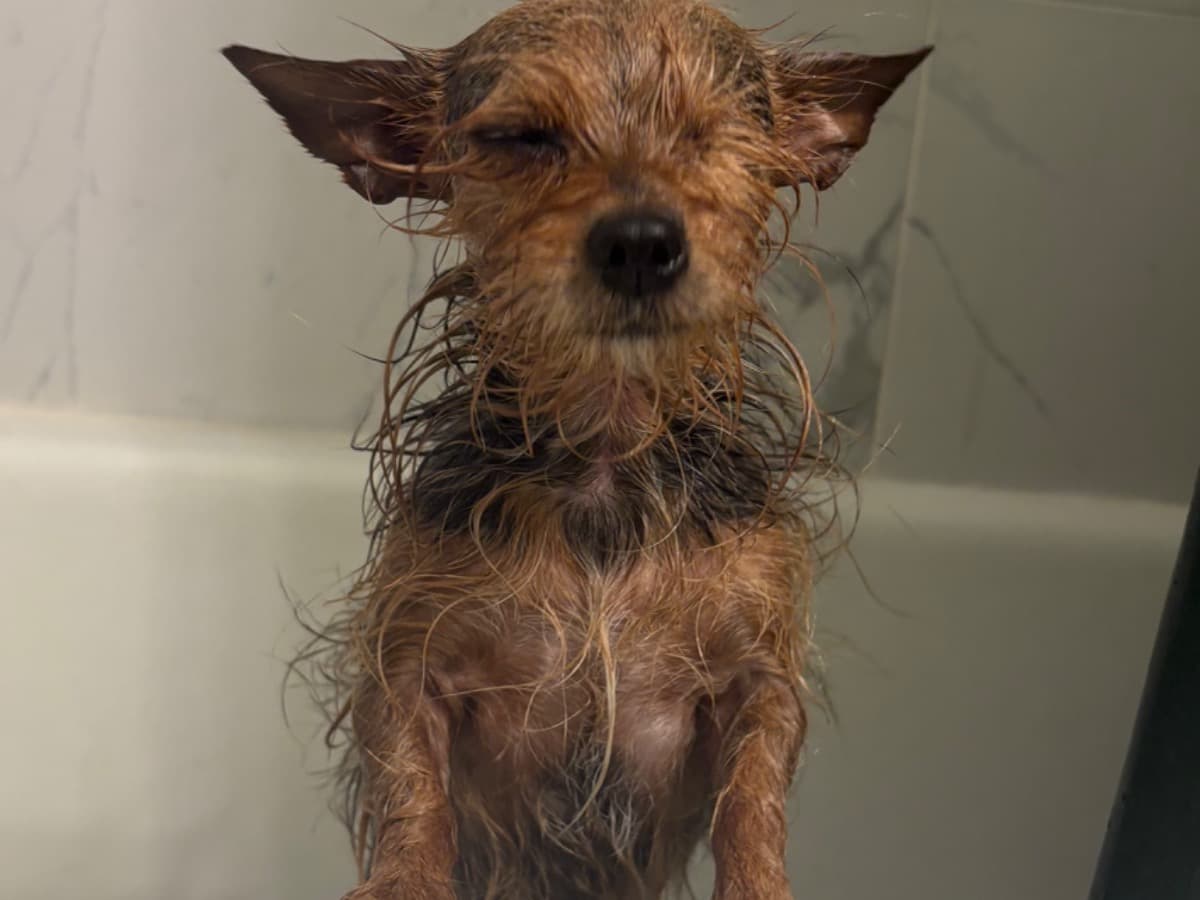 Yorkshire Terrier 5 years old female small named Padme for breeding in Clearwater, Florida | Petmeetly