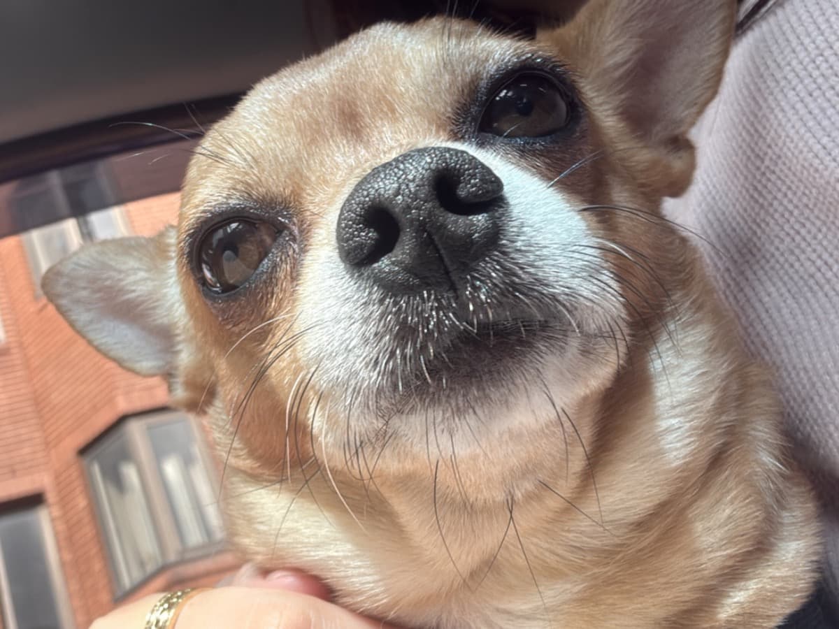 Chihuahua 6 years 10 months old male small named barnie for breeding in Waltham Cross, England | Petmeetly