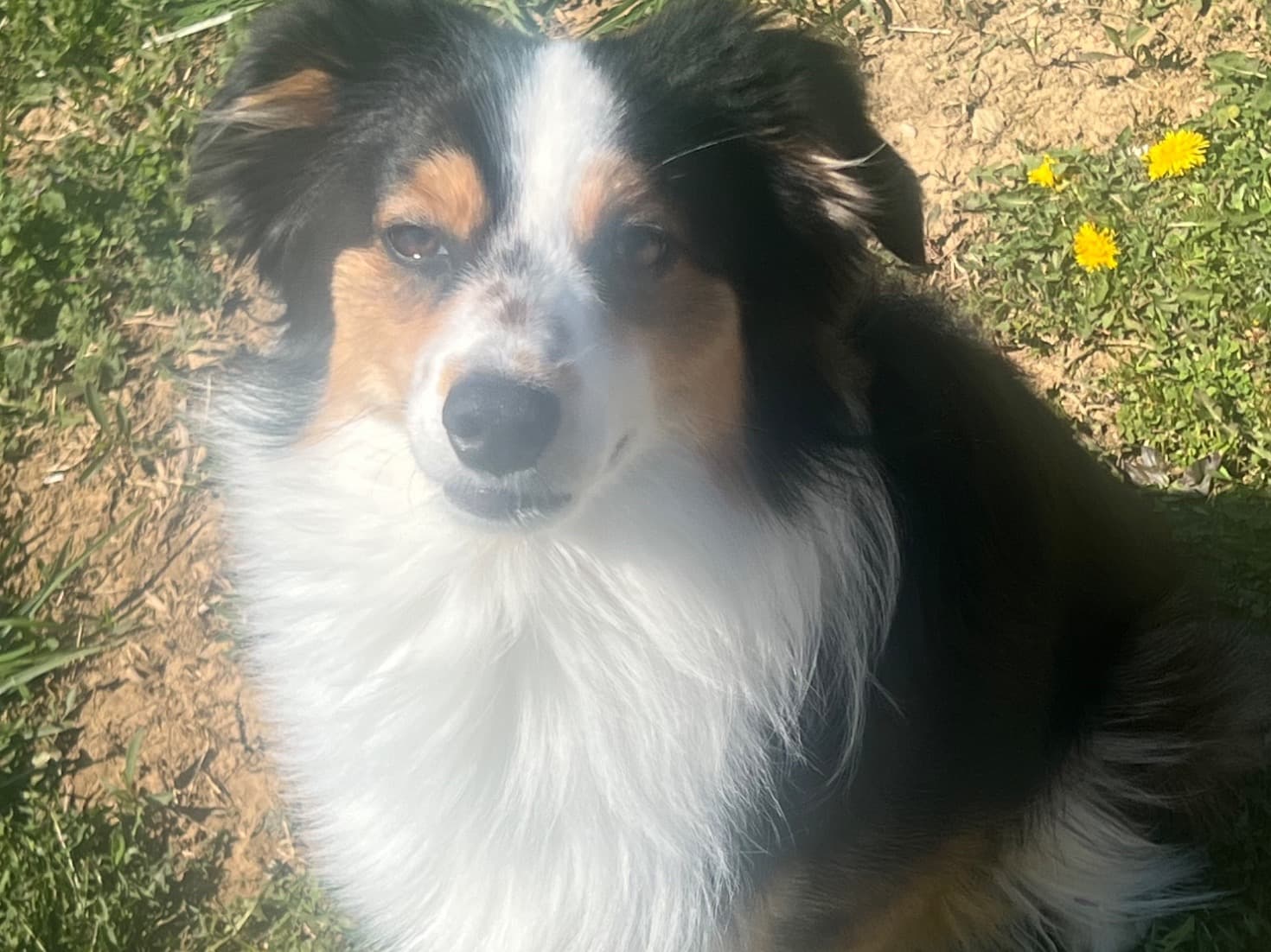 Australian Shepherd 3 years old male small named Michelob for breeding in Louisville, Kentucky | Petmeetly