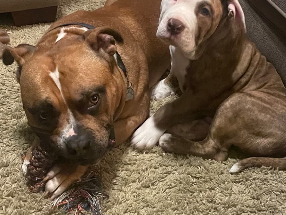 American Pocket Bully 2 years old male large named dubie for breeding in Coeur d'Alene, Idaho | Petmeetly