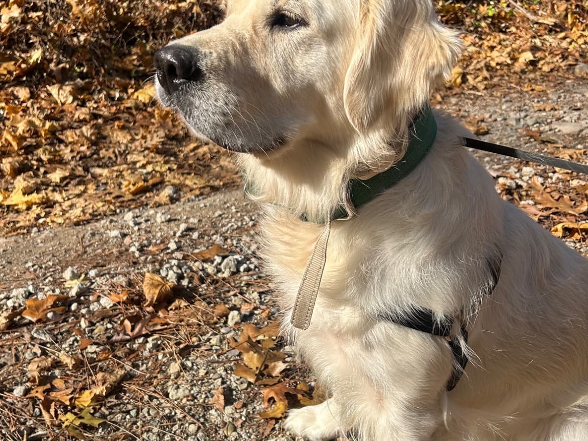 English Cream Retriever 2 years 9 months old female large named Poppy for breeding in Rochester Hills, Michigan | Petmeetly
