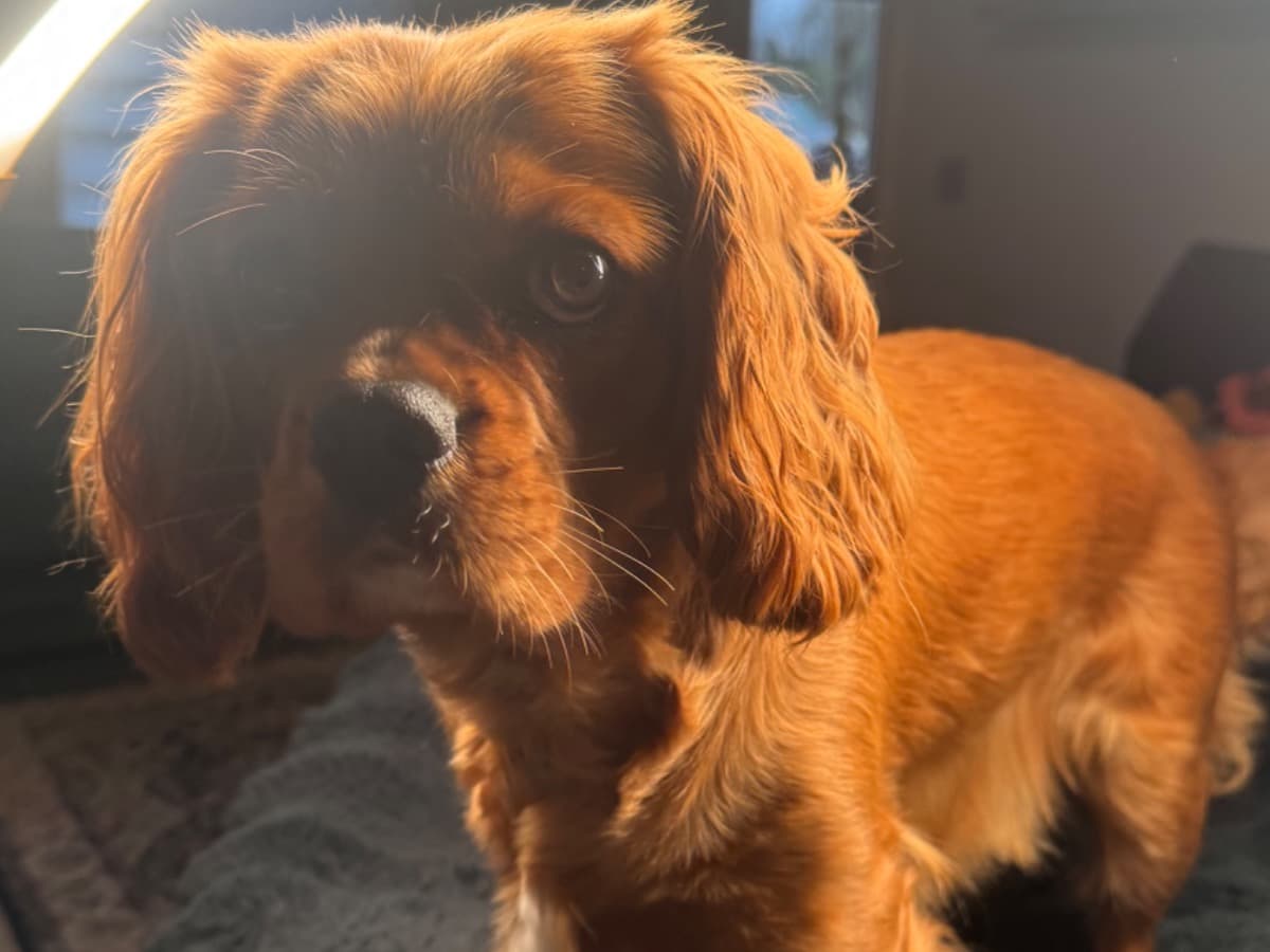 Cavalier King Charles Spaniel 3 years old female medium named Honey for breeding in Dungannon, Northern Ireland | Petmeetly