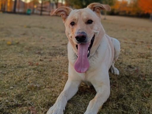 Labrador Retriever 3 years 1 month old male large named Buford for breeding in Irving, Texas | Petmeetly
