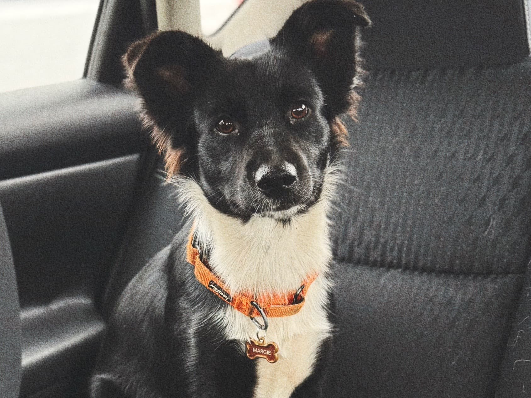 Black German Shepherd 1 year old female medium named Anastasia for breeding in Lakeland, Florida | Petmeetly