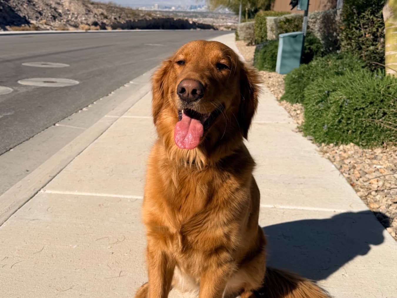 Golden Retriever 2 years 2 months old female medium named Roxy for breeding in Nevada | Petmeetly