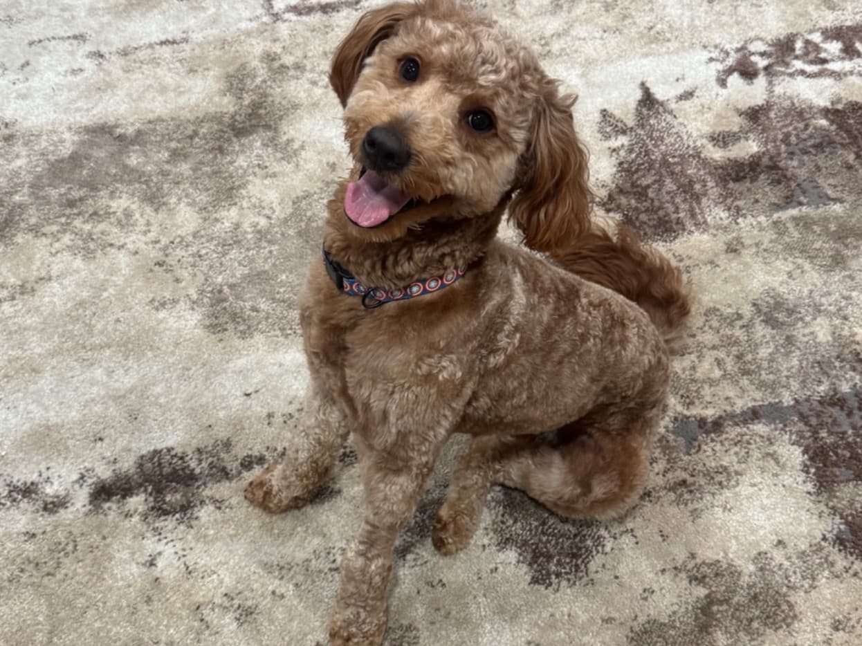 Poodle 2 years old male medium named Ranger for breeding in Cherry Hill Township, New Jersey | Petmeetly