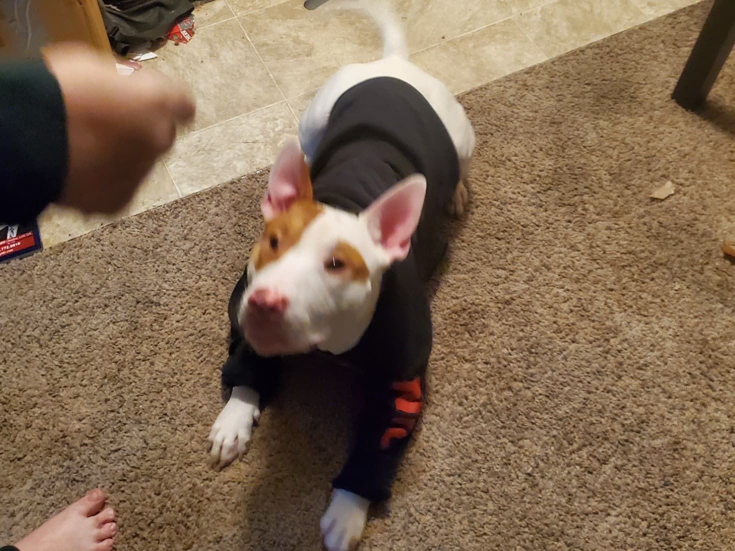 Bull Terrier 1 year 1 month old male medium named Cupid for breeding in Grand Forks, North Dakota | Petmeetly