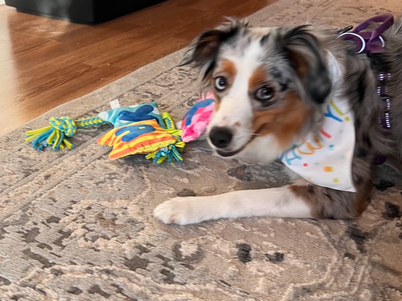 Australian Shepherd 2 years old female medium named Bella for breeding in Cinnaminson, New Jersey | Petmeetly
