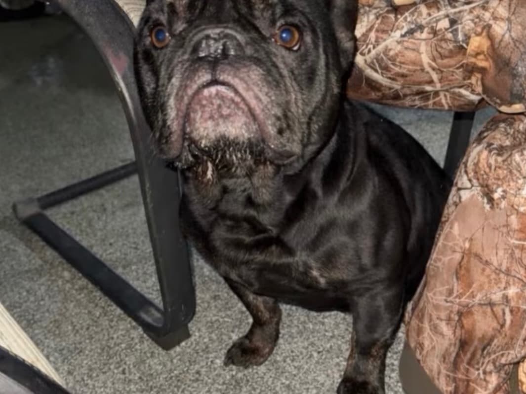 French Bulldog 2 years old male medium named lui for breeding in Conway, South Carolina | Petmeetly