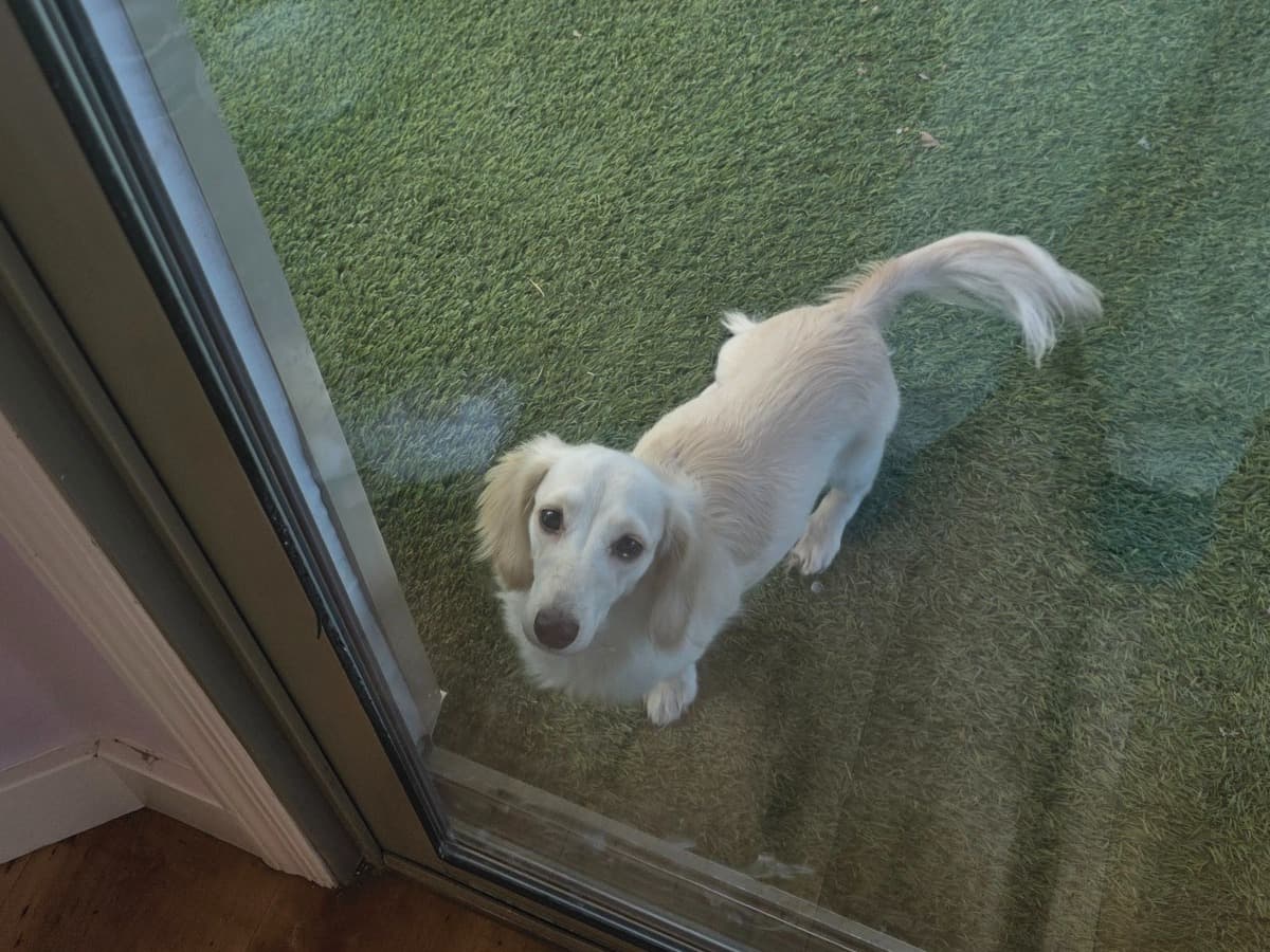 Miniature Dachshund 1 year old male small named zero for breeding in Gilbert, Arizona | Petmeetly