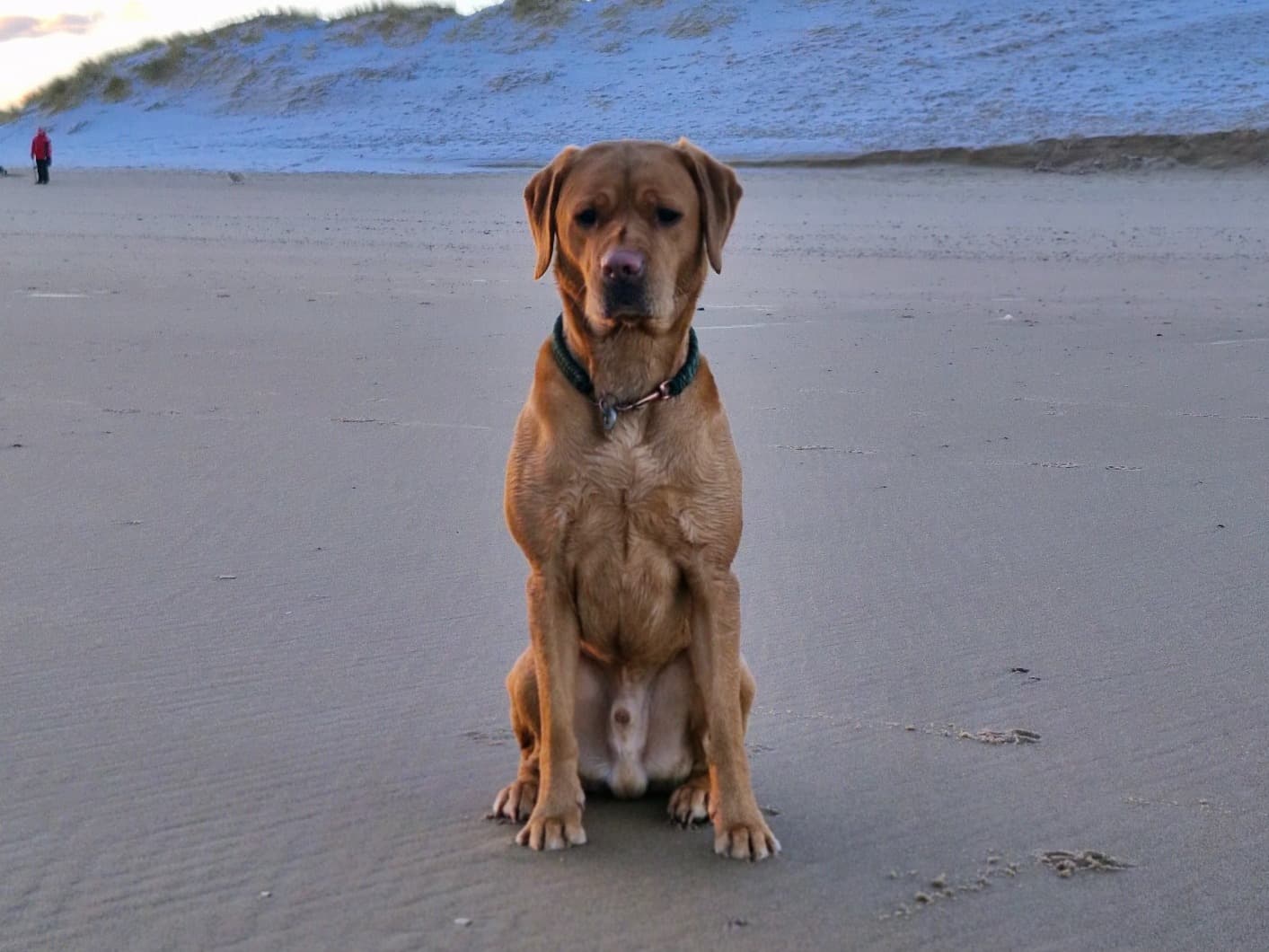 Fox Red Labrador 3 years 10 months old male medium named marley for breeding in Lossiemouth, Scotland | Petmeetly