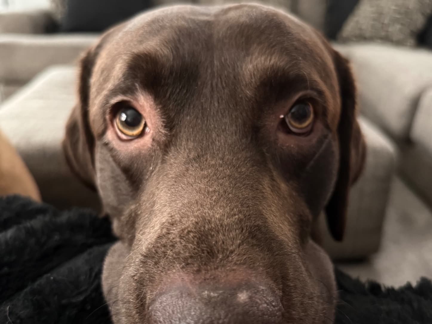 Labrador Retriever 6 years 1 month old male large named Charlie for breeding in Gilbert, Arizona | Petmeetly