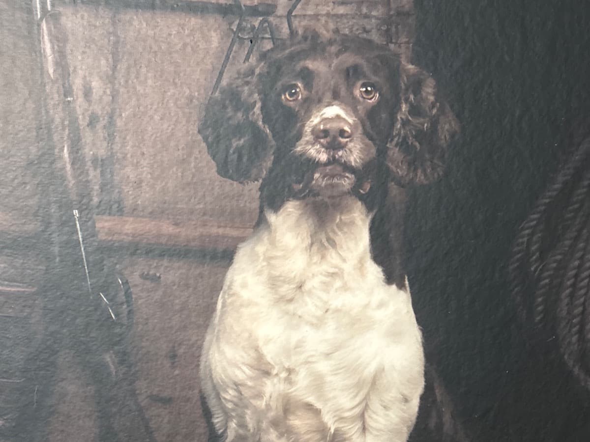 English Springer Spaniel 3 years old male medium named hugo for breeding in Selsey, England | Petmeetly