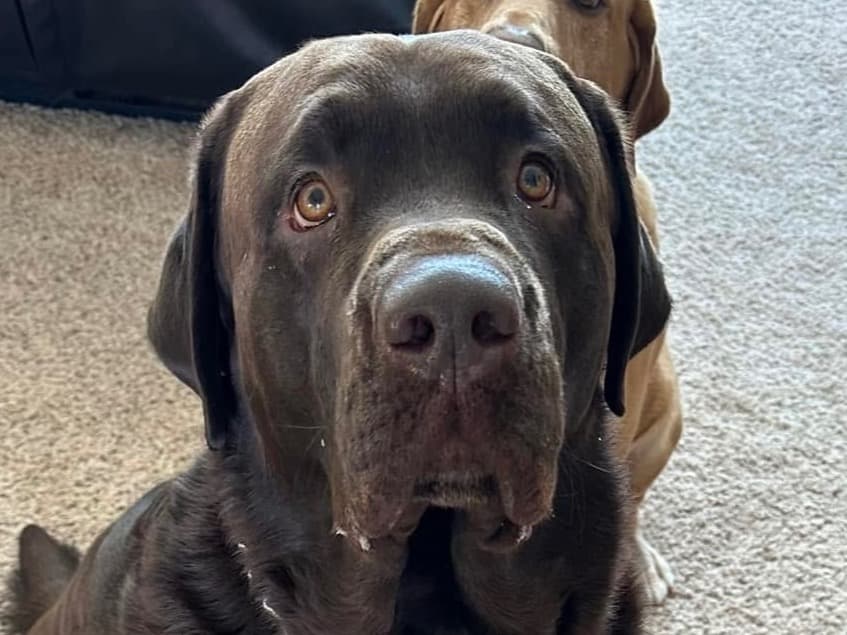 English Labrador Retriever 5 years 11 months old male extra large named Koda for breeding in Random Lake, Wisconsin | Petmeetly