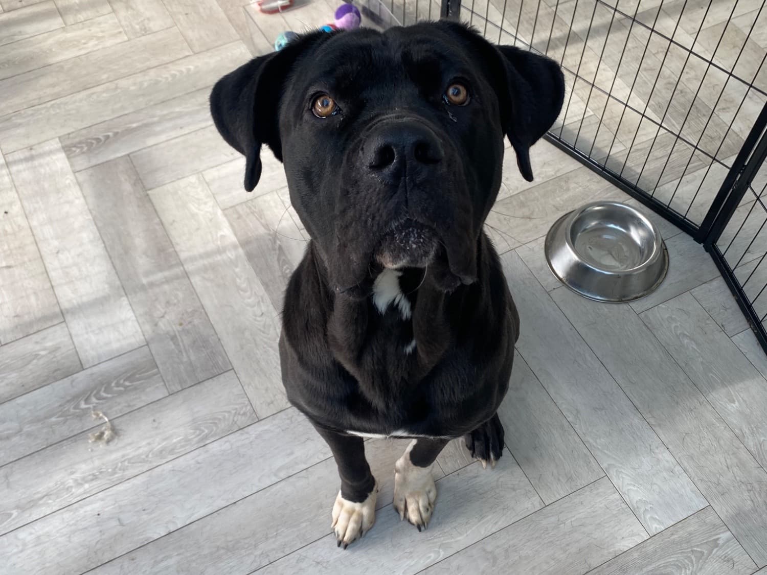 Cane Corso 1 year 2 months old male large named ace for breeding in Thorpe-le-Soken, England | Petmeetly