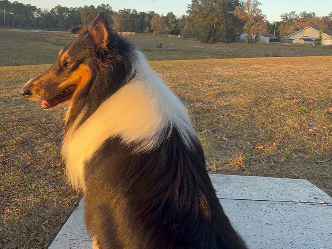 Collie 3 years old male large named Jack for breeding in Ocala, Florida | Petmeetly