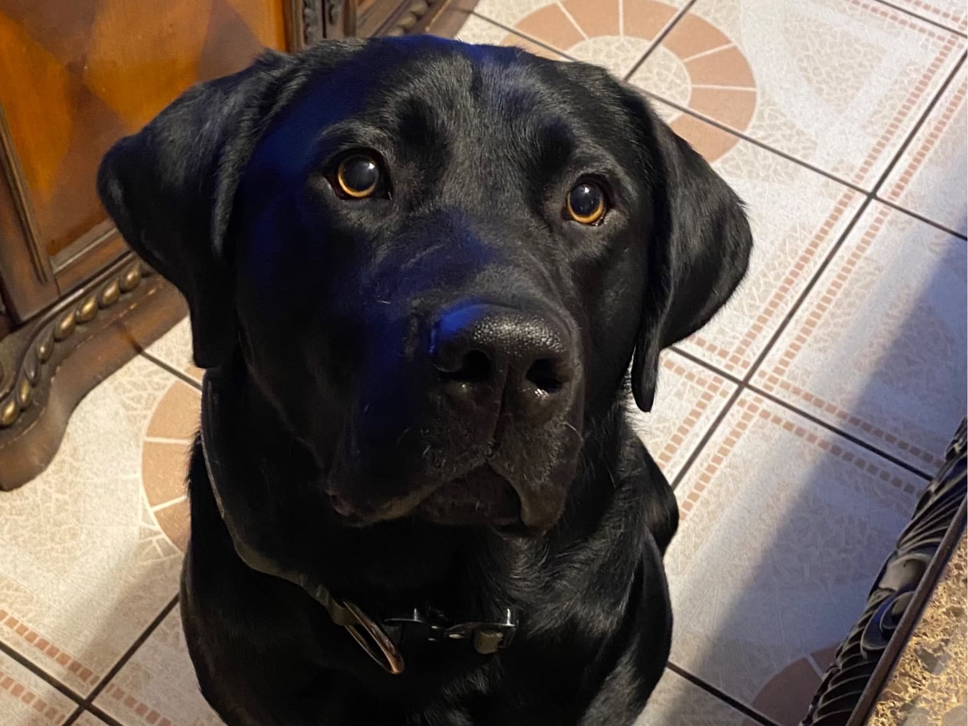 English Labrador Retriever 3 years 4 months old male large named Hades for breeding in Long Beach, California | Petmeetly