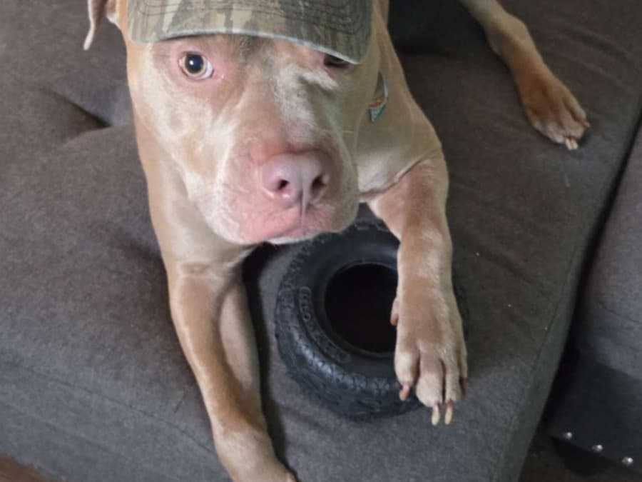 American Staffordshire Terrier 4 years 3 months old male medium named Buster for breeding in Columbus, Ohio | Petmeetly