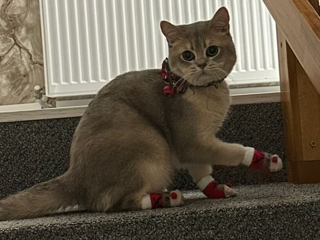 British Shorthair 1 year old male named Barsik for breeding in Bogdan Vodă, Județul Bacău | Petmeetly