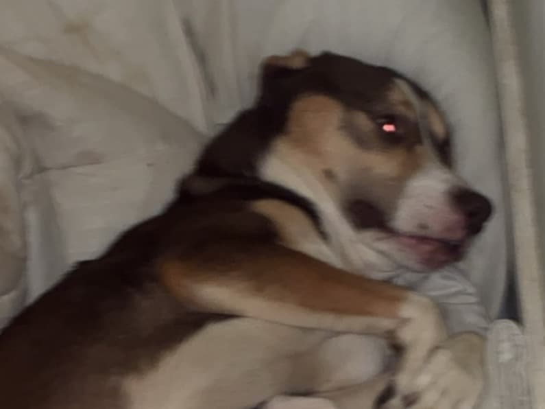 Husky 2 years old male medium named zues for breeding in London, England | Petmeetly